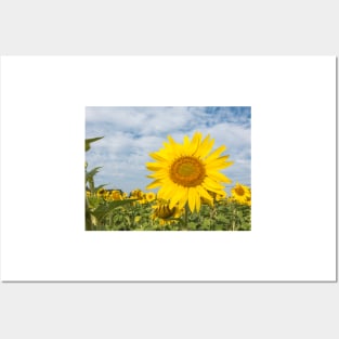 Sunflowers in a field Posters and Art